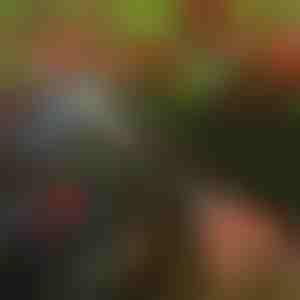 Makaze za drveće | TREESNIP