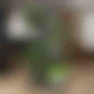 Podrška za saksije za biljke | POTSTAGE