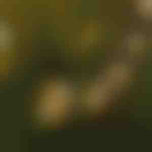 Niz LED sijalica | YARDBULBS